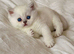 Beautiful Scottish Fold Kittens – Ready from 1st August