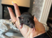 Fancy & dumbo baby rats