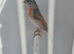 BEAUTIFUL PROVEN PAIR MUTATION RED SISKINS