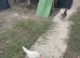 3 friendly chicken for sale