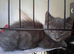 Pure Russian Blue kitten
