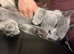 Two lovely super friendly cats