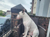 Bull terrier ready for stud.