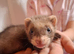 Ferret kits Silly tame handled daily