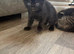 3 beautiful kittens ready September