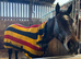 One in a million 16.1  thoroughbred gelding