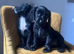 Beautiful Cocker Spaniel Bitches