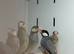 Java finches