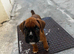 Champion breed boxer puppies