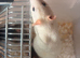 Beautiful baby rats