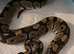 Ball Python's for Sale