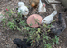 Laying hens