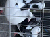 fantails for sale
