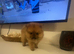 Beautiful teddy face female Pom