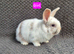 Mini Lion Lop Bunnies