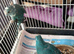 1 x pair of unrelated kakarikis