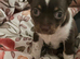 Chihuahua puppies