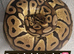 Various snakes available