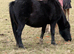 12hh black mare