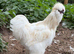 Pure Bred Silkie Splash Cockerel