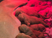 KCreg Vizsla puppies
