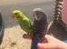 Budgie