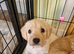 Labradoodle puppies for sale