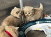 Lovely Lilac British Shorthaired Kittens
