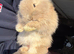 Lion lop doe