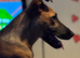 Looking to rehome