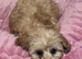 Asian toy malipoo female