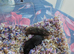 4 Baby Syrian Hamsters(Litter Two) in Billingham