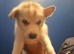 2 female siberian husky pups