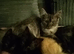 5 months old female maine coon