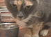 Beautiful grey tortoiseshell girl