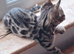 Bengals rare colours with clouded Leopard pattern