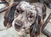 Male cocker spaniel