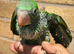 Handreared baby Alexandrian parrot