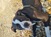 American bully