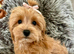 BEAUTIFUL KOREAN MALTIPOO GIRL. EXTRA MINI!!