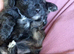 Shihtzu - miniature poodle =shoodles