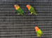 Hand reared young lovebirds!