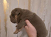 British bulldog pups