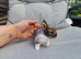 2 beautiful lionhead brothers