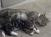 Beautiful boy kittens