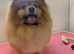 Hands Oh Hounds Dog Grooming