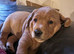 Labrador puppy