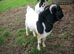 Boer Cross Billy Goat