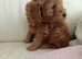 Multi-doodle generation puppies