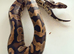 Royal Pythons